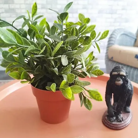 Jolie Maison De Bourg équipée 10km D'ambert Hébergement de vacances Saint-Amant-Roche-Savine